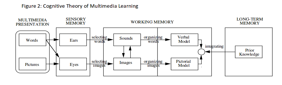 Esquema do modelo cognitivo adotado pelo Richard Mayer, mostrando informação passar por dois canais (o verbal e visual) e vários estágios de processamento.