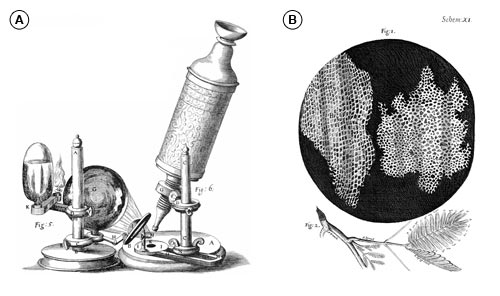 Microscópio utilizado por Robert Hooke(A) na observação de um corte de cortiça (B)