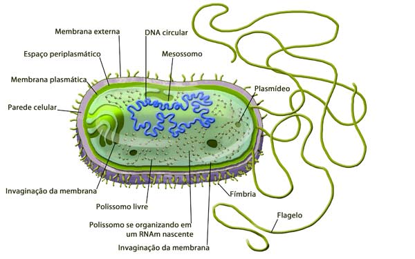 Esquema de uma célula procariótica (bactéria)