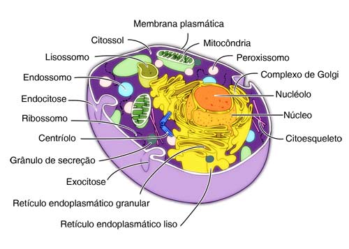 Esquema tridimensional de uma célula eucariótica animal