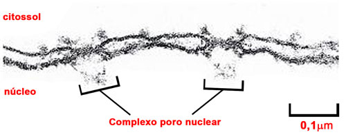 Detalhe do envoltório nuclear visto ao microscópio eletrônico