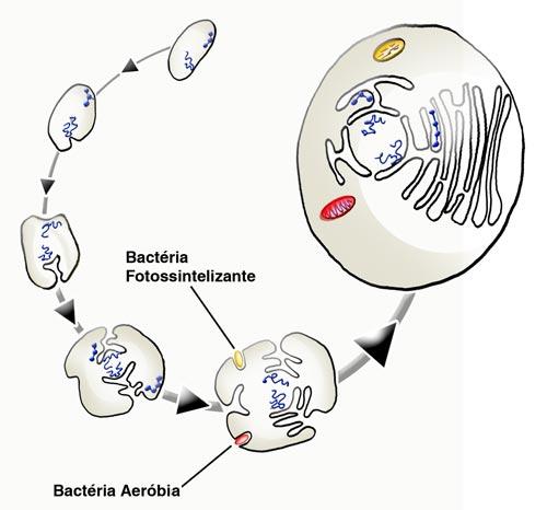 Possível origem dos compartimentos membranosos da célula eucariótica 