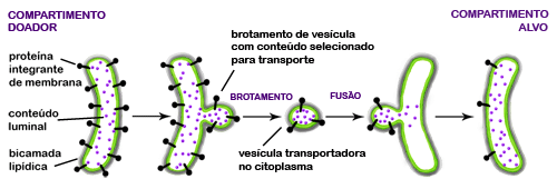 Transporte vesicular entre compartimentos membranosos de uma célula eucariótica