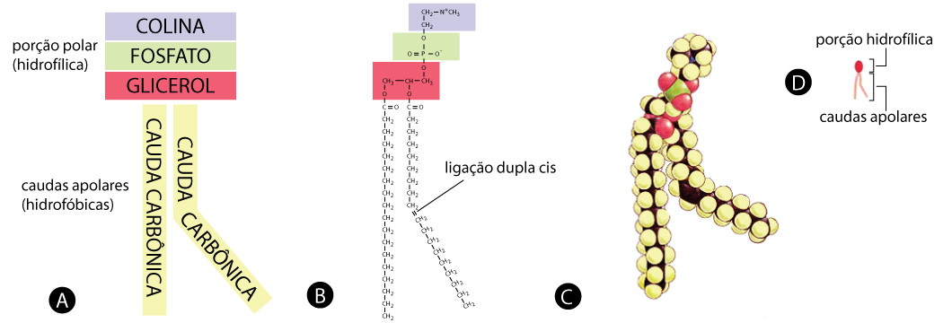 Estrutura molecular de um fosfolipídio (fosfatidilcolina)
