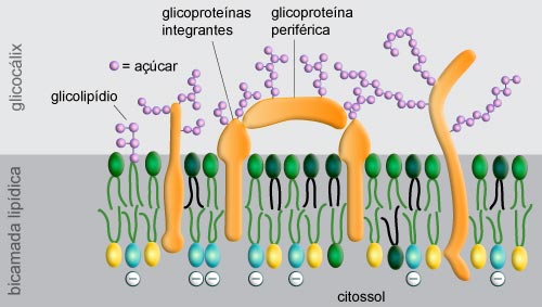 Assimetria da membrana plasmática