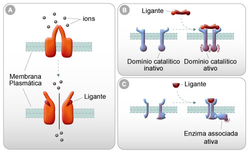 Receptores de membrana que desencadeiam repostas fisiológicas específicas após acoplamento com um ligante