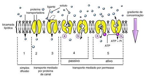 Os principais tipos de transporte de substâncias através da membrana plasmática