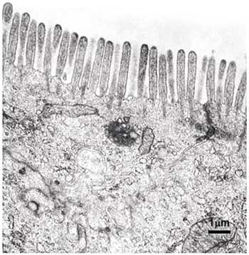 Micrografia eletrônica de uma célula intestinal mostrando a membrana plasmática apical modificada na forma de microvilosidade