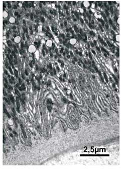Invaginações da membrana plasmática basal associadas a mitocôndrias