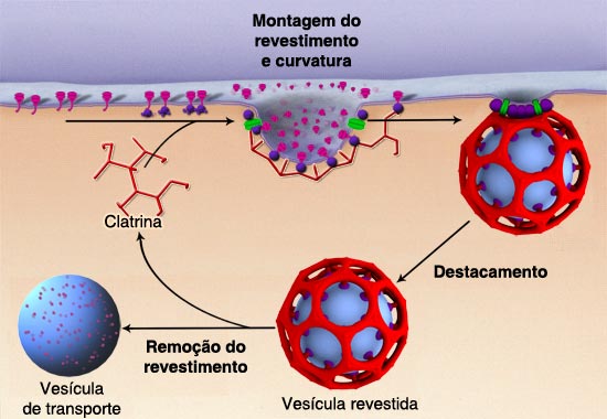 Esquema da formação de uma vesícula revestida por clatrina