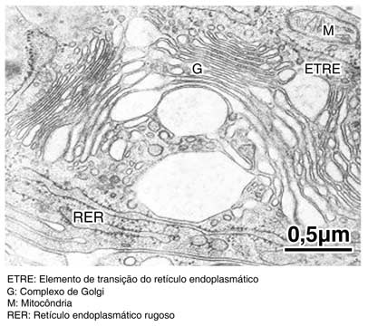 Micrografia eletrônica mostrando um complexo de Golgi formado por uma pilha de cisternas e vesículas associadas de diferentes tamanhos