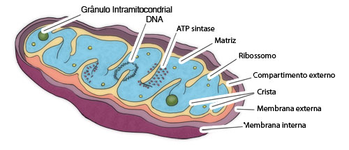 Esquema geral da morfologia de uma mitocôndria em corte longitudinal