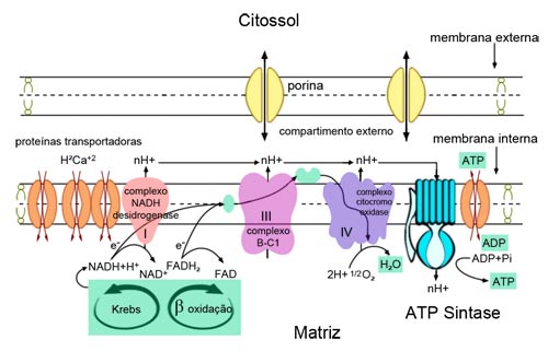 Detalhe das membranas da mitocôndria