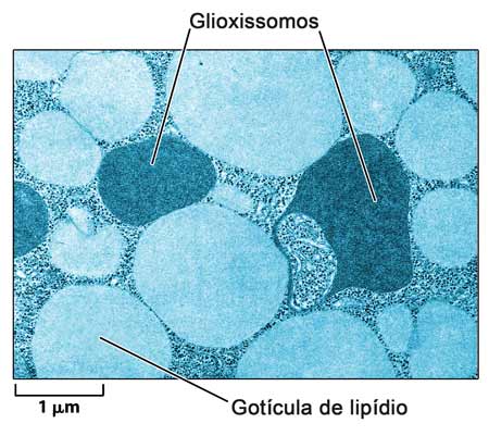 Micrografia eletrônica de um tipo especial de peroxissomo, o glioxissomo