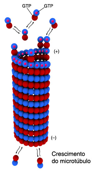 Dinâmica de polimerização dos microtúbulos 