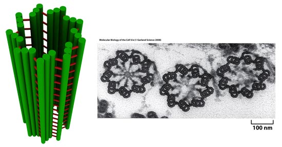 Esquema da estrutura de um centríolo e uma micrografia eletrônica mostrando o arranjo dos microtúbulos em nove trincas periféricas