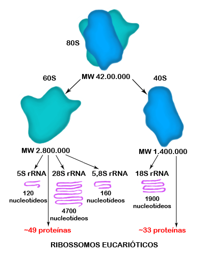 Desenho esquemático da formação das sub-unidades ribossomais 