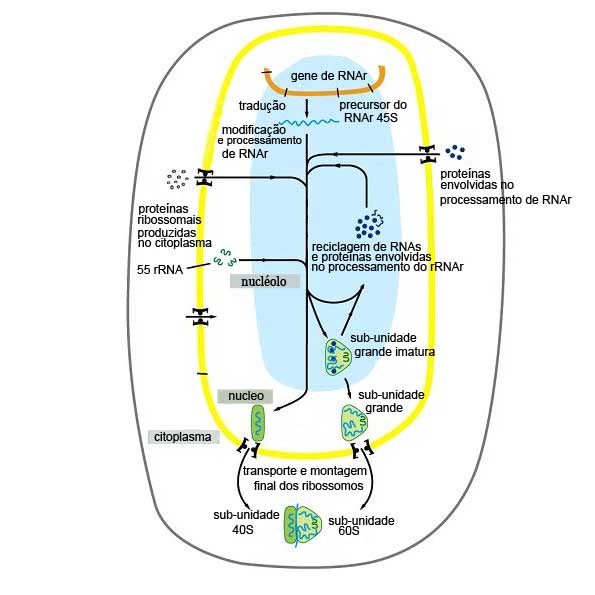 Diagrama geral exibindo as várias etapas de formação dos ribossomos