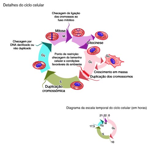 Fases principais do ciclo celular