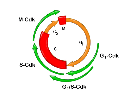 Principais complexos protéicos (ciclinas/Cdk) envolvidos na regulação das fases do ciclo celular