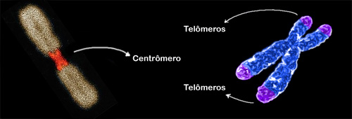 Cromossomos metafásicos evidenciando os centrômeros e os telômeros