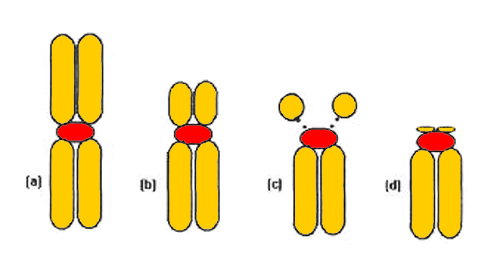Tipos morfologicos dos cromossomos metafásicos