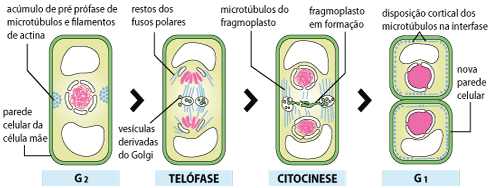 Divisão mitótica de uma célula vegetal