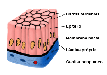 Esquema de um tecido epitelial
