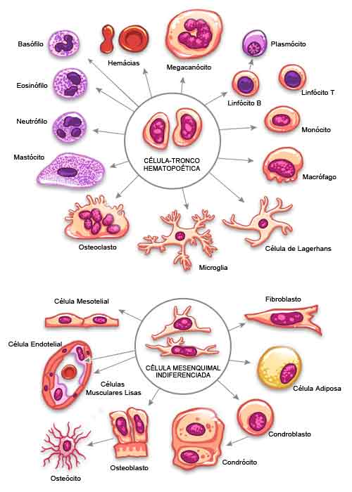 Esquema simplificado geral dos variados tipos celulares que compõem o tecido conjuntivo, derivados de células-tronco pluripotentes