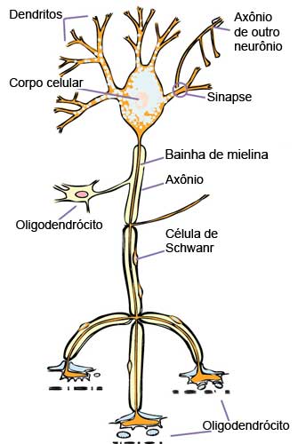  Desenho esquemático de um neurônio motor formado