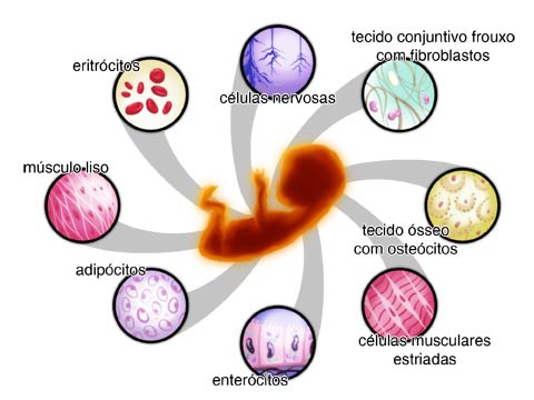 Embrião humano mostrando os vários tipos celulares derivados de células embrionárias totipotentes