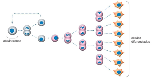 Esquema simplificado da produção de células diferenciadas a partir de células tronco que se autorenovam