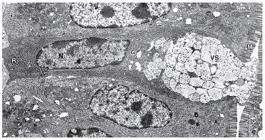 Micrografia eletrônica do epitélio intestinal exibindo uma célula caliciforme inserida entre duas células absortivas (enterócitos)