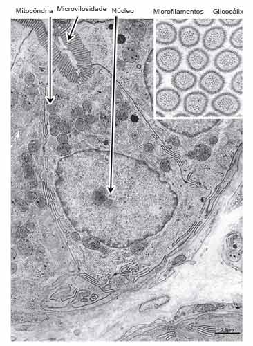Micrografia eletrônica de um enterócito