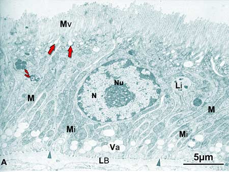 Micrografia eletrônica de uma célula do túbulo contorneado proximal