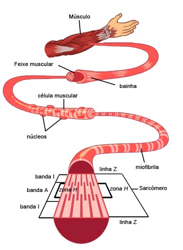 Esquema geral da organização estrutural de um músculo esquelético