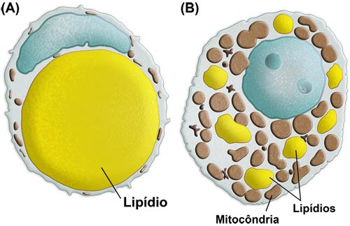 Desenho esquemático de uma célula adiposa amarela ou unilocular