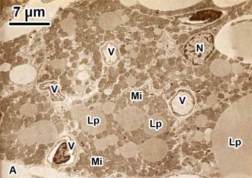 Micrografia eletrônica de um tecido adiposo marrom