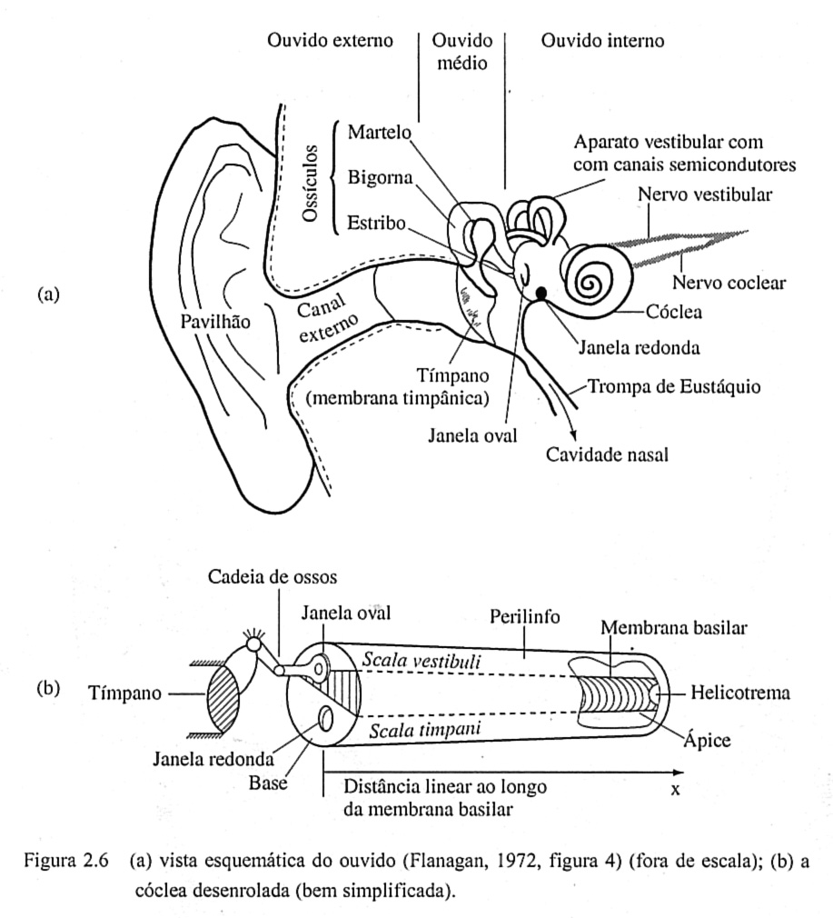 Vista esquemática do sistema auditivo e da cóclea