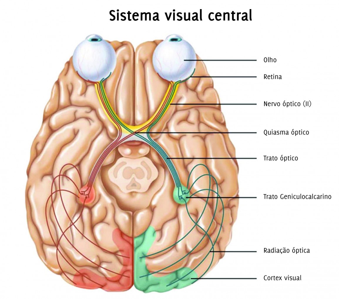 Зрительный нерв в головной мозг. Хиазма и таламус. Зрительный нерв головного мозга. Зрительный нерв анатомия. Зрительный нерв и мозг.