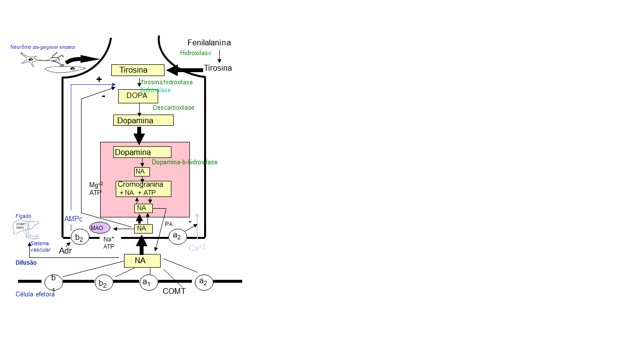 Fig. 2 Biossíntese e metabolismo das catecolaminas