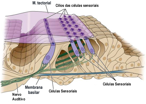 Células ciliadas internas e externas