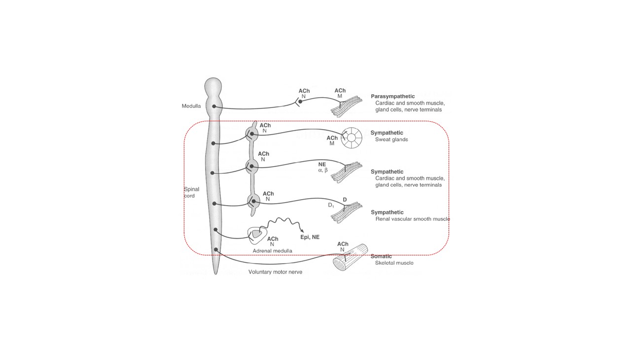 Fig.1. Desenho esquemático do Sistema Nervoso Autôomo (SNA), destacando (pontilhado) a divisão do SNS, mostrando os tipos de fibras, transmissores, as sinapses e os neurotransmissores e tipos de receptores nas sinapses gangliores e neuroefetoras. Adaptado: 